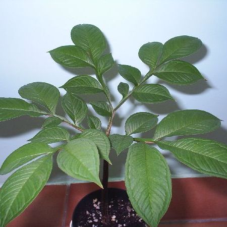 Amorphophallus konjac - o curiozitate exotica
